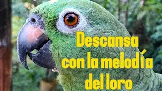 Hermosa melod&iacute;a para descansar profundamente mientras contemplas la calma de un loro majestuoso
