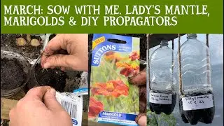MARCH: Sow with me. Lady’s Mantle (Alchemilla mollis) & Marigold (burning embers) in DIY propagators