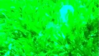 Nudebranch invasion - Notarchus indicus