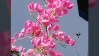 Stingless Bees Daily Food 银锋每日粮食