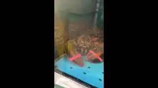 Visit to sea food market Rhode Island  lobsters and Crabs 