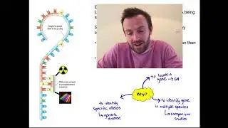 Гель-электрофорез (OCR A Level, Биология 6.3.5)