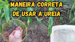 A forma correta de usar a Ureia para o MILHO aproveitar o máximo