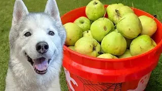 We Have SO MANY Apples!  The Dogs Want them All!
