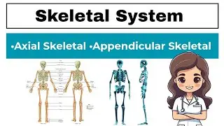 The Skeletal System | 206 Bones | Axial & Appendicular Skeleton
