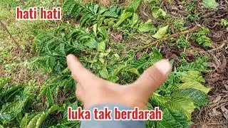 review klon jarwo yang berbuah lebat dan patah dahan nya