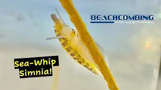 Beachcombing - Sea Whip Simnia