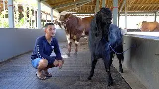 HERAN.. H4RGA KAMBING INI BISA BUAT BANGUN KANDANG SAPI