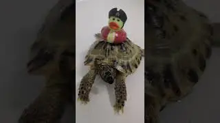 Pirate King 💚 | 🐢 Viking Turtle Olaf #shorts
