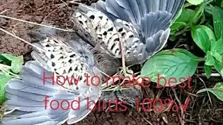 Primitive works : How to make best food birds for eating