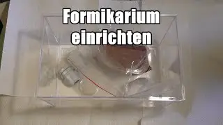 Formikarium einrichten