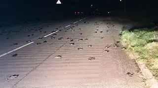 Birds falling from the sky worldwide...