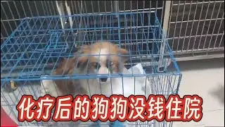 2026-1-11 Aunt He from Tianjin and her stray dog  给得了癌症的大憨憨狗狗做完了化疗，没能力住院只能带回家了。