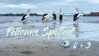 A Serene Encounter with Pelicans 🐦 | Tom Uglys Bridge Boat Ramp, Sydney靜謐的鵜鶘邂逅 🐦