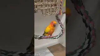 popis.  #birds #parrot #cotorra #birdsofperu #pets