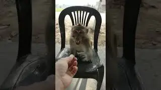 I am teasing the monkey #naturelovers