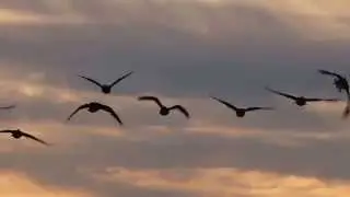 Canada Geese Flying and Landing (09-23-2014)