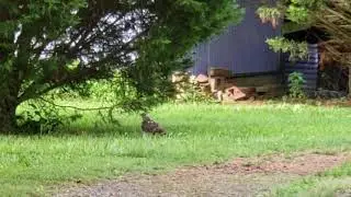 Kimberly Alabama Hawk Hunting Ground Squirrell  Bird of Prey Raptor