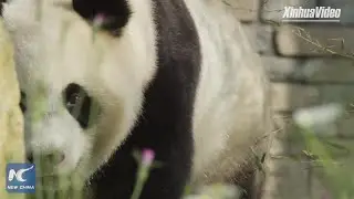 Giant panda cub born in Dutch zoo named Fan Xing
