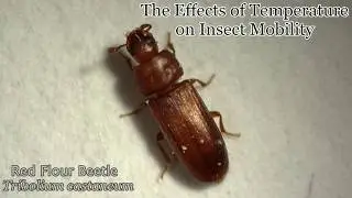 Effects of Temperature on Insect Mobility