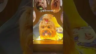 Made with love for Dog owners!🥺🐶