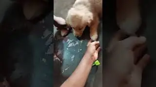 यह हमारी प्यारी सीमो😘❤️🐕🥰 #rescueteampuran #ilovedog #trending #cutedog #iloveanimal #cutedogpuppy