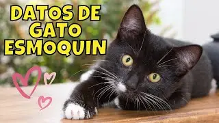 10 Datos Sorprendentes Sobre Los Gatos Esmoquin (Tuxedo)