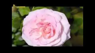 Pink Rose blooming time-lapse