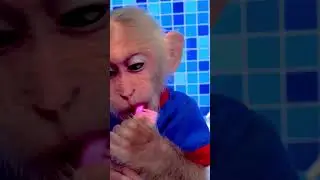 Monkey Ken Brushing His Teeth #animals #monkey #top #funny #egg #trending