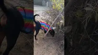 after a long time park time.. #dog #rottweiler #love #amazing #pets #shortvideo #shorts #life #masti