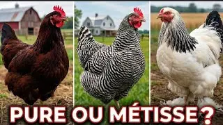 ​Ne vous faites pas ARNAQUER ! 3 Signes de Pureté : Rhode Island, Plymouth & Brahma.