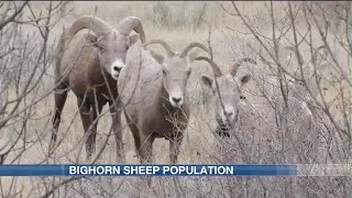 Bighorn sheep population update