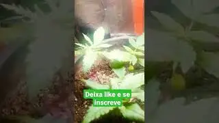 como plantar maconha#maconha#viral#planta