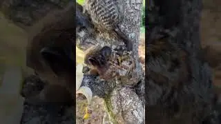 У обезьяны на спине 2 детеныша.😍 #shorts #shortsvideo #travel #shortvideo #brasil #monkey #baby