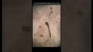 Dictyostelium streaming and aggregation under a low power microscope