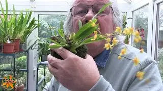 My Sunday Orchid Chat - Bits and Bobs