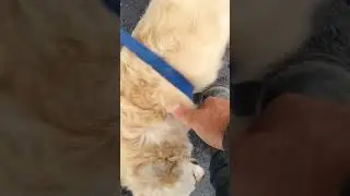 pet owners Welcome  ,i missed you,short video,pet owners,October 10, 2024
