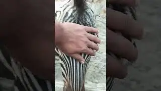 zebra behavior relaxing time#shorts