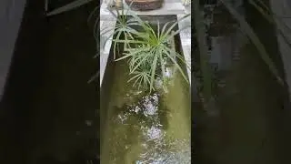 #reuse #waste #rowater  #less #fish #tank #water #harvesting #garden #exterior #gardening #plants