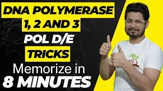 DNA polymerase 1 2 and 3 tricks to remember | DNA polymerase delta and epsilon in eukaryotes