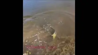 snook tries to eat bass! monster snook attack!!! bass 4 dinner! sw bass tv big boy snook florida