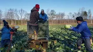 harvest tayo ulit ng repolyo #3 japan🇯🇵 | Taraki Boy TV