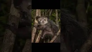Aye-Aye #ayeaye #lemur #animalfacts #animals #primate #madagascar #nocturnal #wildlife #zoo #zoology