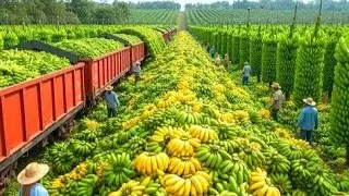 How Farmers Harvest and Process Millions Tons of Bananas This Way || Factory View 