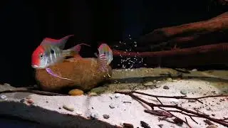 Geophagus sp. 