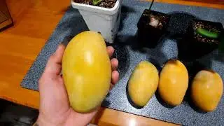Why are Arizona Mangoes the BEST in the world?
