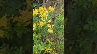 Tecomaria Capensis, the Cape honeysuckle, is a species of flowering plant in the family Bignoniaceae