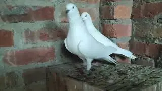Top Pigeon Indian Breed / High Flying Pigeon  / sambhal wale kalchochiye kabootar #pigeon #ytshorts