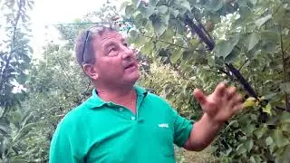 Tăierile &icirc;n verde la cais🍑🍑🍑