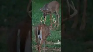 Buck Grunting #feathersandfins #grunt #buck #rut #deerhunting